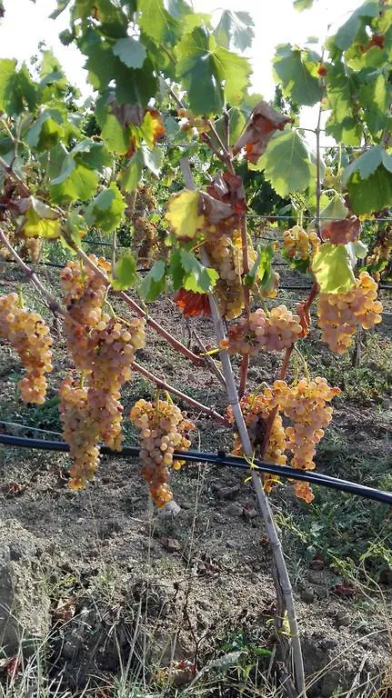 Agriturismo B&B Domo De Resteblas Berchidda 0*,